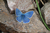 Lysandra bellargus